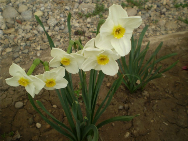 narcisi